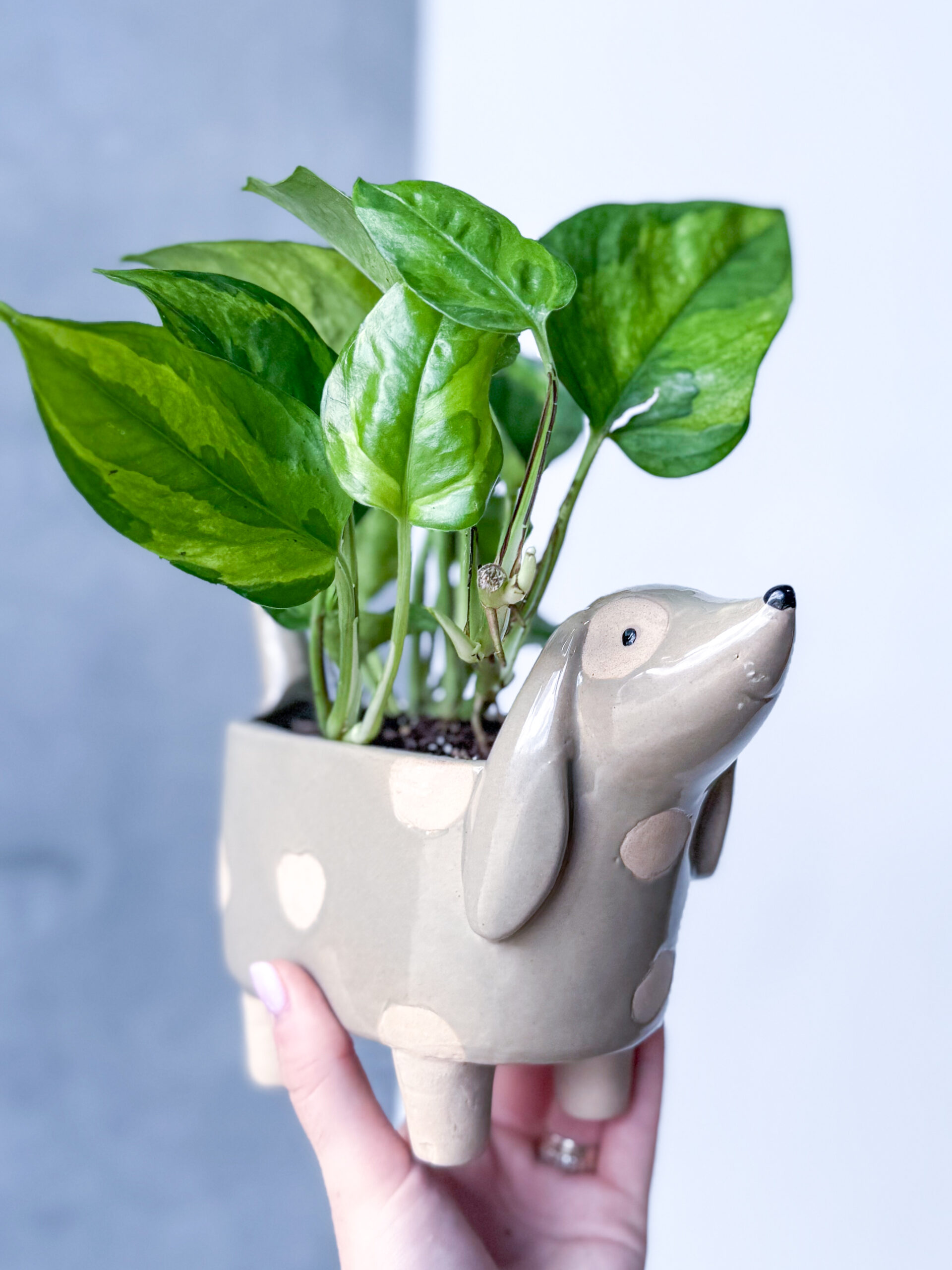 Animal Friends - Image 3