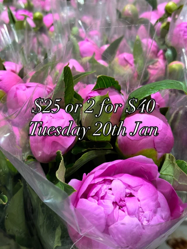 EVERYBODYYYYY!!! Peonies for PICKUP, TODAY ONLY!!!
💐Aussie Grown Peonies 
💸 1 bunch for $25, 2 for $40
📍 Brisbane ONLY (Sorry Melbs 👉🏻👈🏻 we’ll think of something special for u soon xoxo)
🚗2/26 Navigator Place Hendra 
⏰We are here until 3pm today!!!!